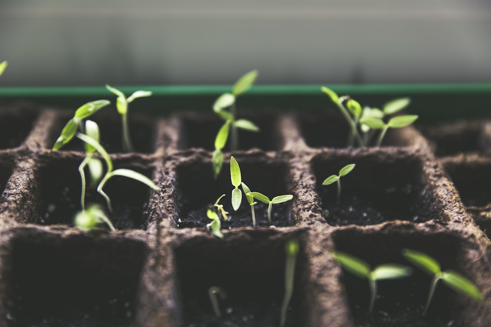 Semis en godets prêts à planter